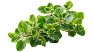 Oregano