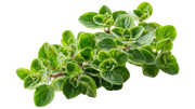 Oregano